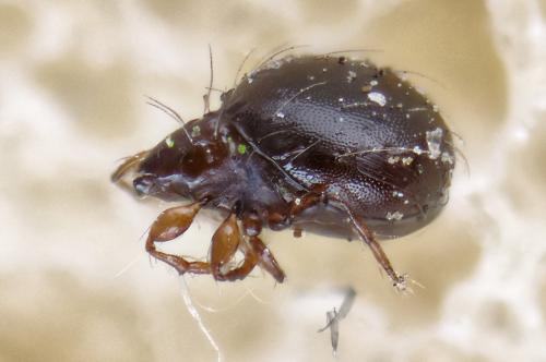 Réf. 270 431 : Phauloppia lucorum